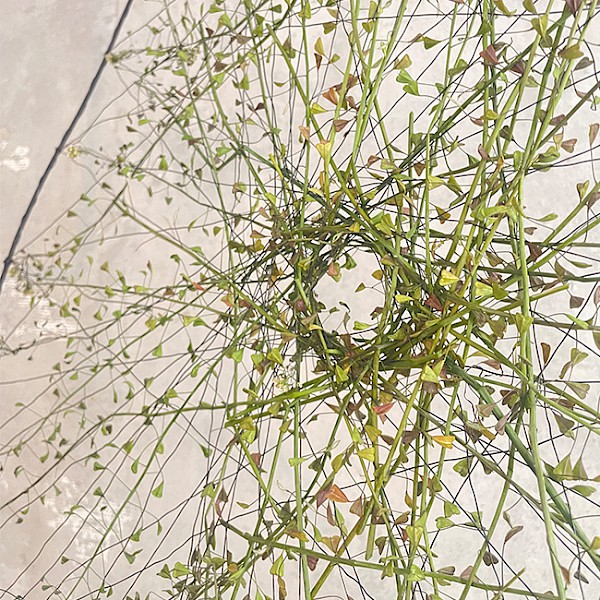 Können wir fliegen?_radiale GESTALTUNG, Natur mit Draht